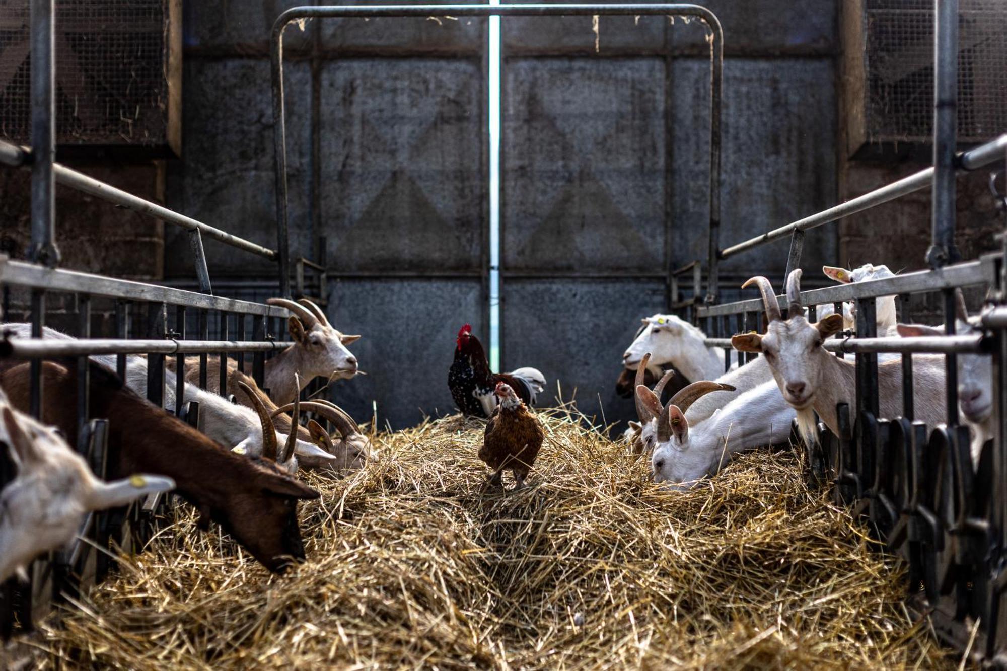 Agriturismo Why Farm Marano Ticino Екстер'єр фото