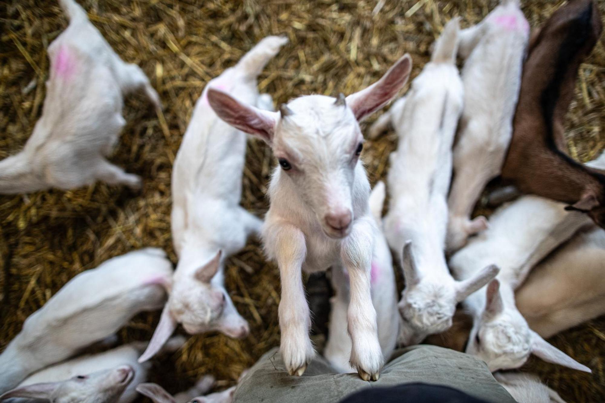Agriturismo Why Farm Marano Ticino Екстер'єр фото